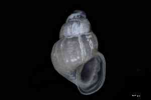  ( - ZMBN_148955)  @11 [ ] Creative Commons BY NC SA (2025) University of Bergen Natural History Collections