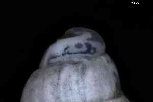  ( - ZMBN_148955)  @11 [ ] Creative Commons BY NC SA (2025) University of Bergen Natural History Collections