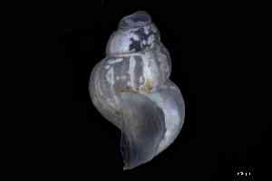  ( - ZMBN_148955)  @11 [ ] Creative Commons BY NC SA (2025) University of Bergen Natural History Collections