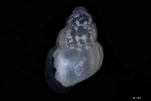  ( - ZMBN_148955)  @11 [ ] Creative Commons BY NC SA (2025) University of Bergen Natural History Collections