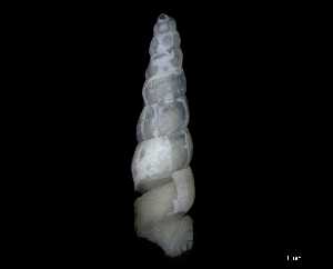  ( - 148964)  @11 [ ] Creative Commons BY NC SA (2025) University of Bergen Natural History Collections
