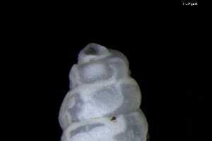  ( - 148964)  @11 [ ] Creative Commons BY NC SA (2025) University of Bergen Natural History Collections