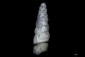  ( - 148964)  @11 [ ] Creative Commons BY NC SA (2025) University of Bergen Natural History Collections
