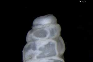  ( - 148964)  @11 [ ] Creative Commons BY NC SA (2025) University of Bergen Natural History Collections