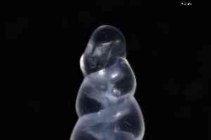  ( - ZMBN_148972)  @11 [ ] Creative Commons BY NC SA (2025) University of Bergen Natural History Collections