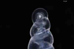  ( - ZMBN_148972)  @11 [ ] Creative Commons BY NC SA (2025) University of Bergen Natural History Collections