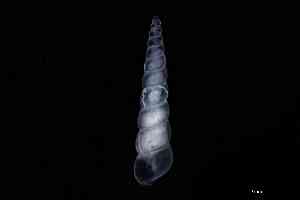  ( - ZMBN_148972)  @11 [ ] Creative Commons BY NC SA (2025) University of Bergen Natural History Collections