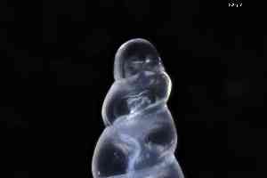  ( - ZMBN_148972)  @11 [ ] Creative Commons BY NC SA (2025) University of Bergen Natural History Collections