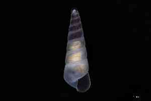  ( - ZMBN_148974)  @11 [ ] Creative Commons BY NC SA (2025) University of Bergen Natural History Collections