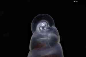  ( - ZMBN_148974)  @11 [ ] Creative Commons BY NC SA (2025) University of Bergen Natural History Collections