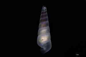  ( - ZMBN_148974)  @11 [ ] Creative Commons BY NC SA (2025) University of Bergen Natural History Collections