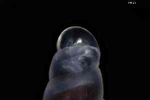  ( - ZMBN_148974)  @11 [ ] Creative Commons BY NC SA (2025) University of Bergen Natural History Collections