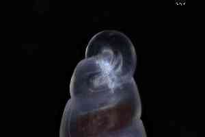  ( - ZMBN_148974)  @11 [ ] Creative Commons BY NC SA (2025) University of Bergen Natural History Collections