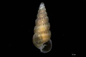  (Pyrgiscus - 149705)  @11 [ ] Creative Commons BY NC SA (2025) University of Bergen Natural History Collections