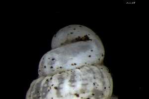  ( - 149705)  @11 [ ] Creative Commons BY NC SA (2025) University of Bergen Natural History Collections
