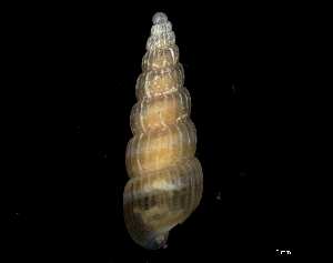  ( - 149705)  @11 [ ] Creative Commons BY NC SA (2025) University of Bergen Natural History Collections
