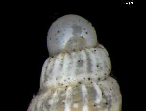  ( - 149705)  @11 [ ] Creative Commons BY NC SA (2025) University of Bergen Natural History Collections