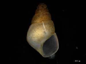  (Odostomia unidentata - 149714)  @11 [ ] Creative Commons BY NC SA (2025) University of Bergen Natural History Collections