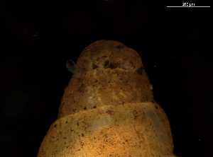  ( - 149714)  @11 [ ] Creative Commons BY NC SA (2025) University of Bergen Natural History Collections
