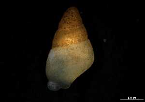  ( - 149714)  @11 [ ] Creative Commons BY NC SA (2025) University of Bergen Natural History Collections