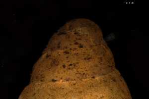  ( - 149714)  @11 [ ] Creative Commons BY NC SA (2025) University of Bergen Natural History Collections