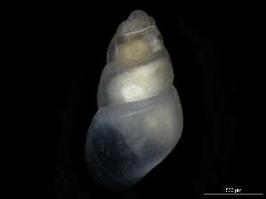  ( - 149781_01)  @11 [ ] Creative Commons BY NC SA (2025) University of Bergen Natural History Collections