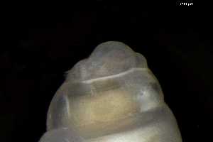  ( - 149781_01)  @11 [ ] Creative Commons BY NC SA (2025) University of Bergen Natural History Collections