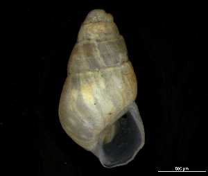  ( - 149781_02)  @11 [ ] Creative Commons BY NC SA (2025) University of Bergen Natural History Collections