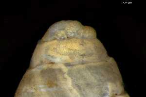  ( - 149781_02)  @11 [ ] Creative Commons BY NC SA (2025) University of Bergen Natural History Collections