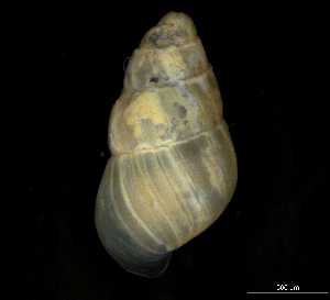  ( - 149781_02)  @11 [ ] Creative Commons BY NC SA (2025) University of Bergen Natural History Collections