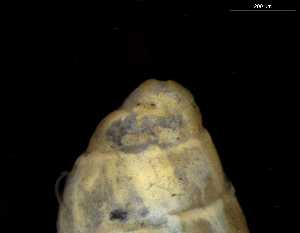  ( - 149781_02)  @11 [ ] Creative Commons BY NC SA (2025) University of Bergen Natural History Collections