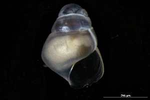  ( - 149781_03)  @11 [ ] Creative Commons BY NC SA (2025) University of Bergen Natural History Collections