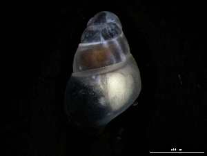  ( - 149781_03)  @11 [ ] Creative Commons BY NC SA (2025) University of Bergen Natural History Collections