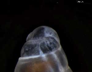  ( - 149781_03)  @11 [ ] Creative Commons BY NC SA (2025) University of Bergen Natural History Collections