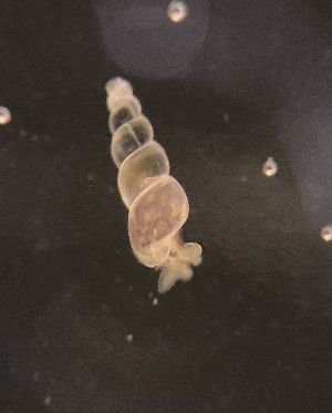  ( - 155164)  @11 [ ] Creative Commons BY NC SA (2024) University of Bergen Natural History Collections