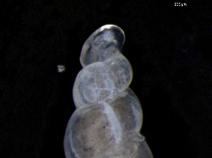  ( - 155164)  @11 [ ] Creative Commons BY NC SA (2024) University of Bergen Natural History Collections