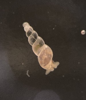  ( - 155164)  @11 [ ] Creative Commons BY NC SA (2024) University of Bergen Natural History Collections
