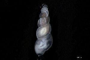  ( - 155164)  @11 [ ] Creative Commons BY NC SA (2024) University of Bergen Natural History Collections