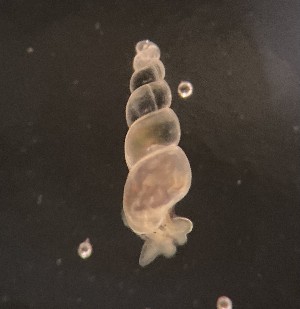  ( - 155164)  @11 [ ] Creative Commons BY NC SA (2024) University of Bergen Natural History Collections