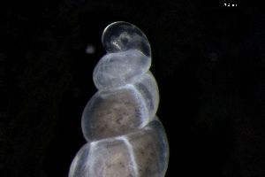  ( - 155164)  @11 [ ] Creative Commons BY NC SA (2024) University of Bergen Natural History Collections