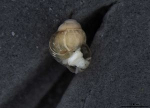  ( - 155166_01)  @11 [ ] Creative Commons BY NC SA (2024) University of Bergen Natural History Collections