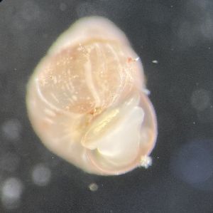  ( - 155166_01)  @11 [ ] Creative Commons BY NC SA (2024) University of Bergen Natural History Collections