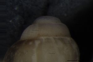  ( - 155166_01)  @11 [ ] Creative Commons BY NC SA (2024) University of Bergen Natural History Collections