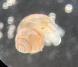  ( - 155166_01)  @11 [ ] Creative Commons BY NC SA (2024) University of Bergen Natural History Collections