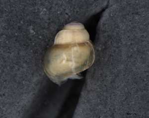  ( - 155166_01)  @11 [ ] Creative Commons BY NC SA (2024) University of Bergen Natural History Collections