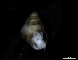  ( - 155168)  @11 [ ] Creative Commons BY NC SA (2024) University of Bergen Natural History Collections
