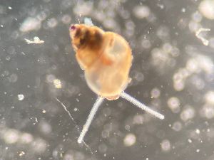  ( - 155168)  @11 [ ] Creative Commons BY NC SA (2024) University of Bergen Natural History Collections