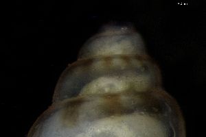  ( - 155168)  @11 [ ] Creative Commons BY NC SA (2024) University of Bergen Natural History Collections