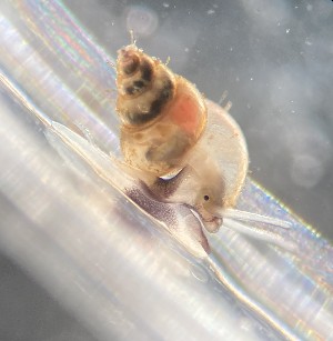  (Pusillina - 155168)  @11 [ ] Creative Commons BY NC SA (2024) University of Bergen Natural History Collections