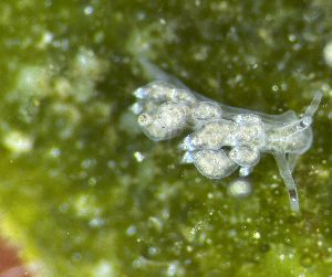  (Nudibranchus - 160739)  @11 [ ] Creative Commons BY NC SA (2025) University of Bergen Natural History Collections